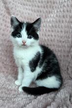 Knuffelkitten op zoek naar een nieuw huisje, Dieren en Toebehoren, Katten en Kittens | Overige Katten, Meerdere dieren, Kortharig