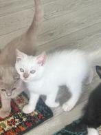 Britse korthaar kitten, katers, Kater, Ontwormd, 0 tot 2 jaar