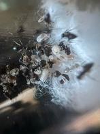 Lasius niger (NEW STOCK) Black Friday!, Mieren