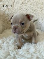 American bully micro/pocket puppy ‘s, Nederland, Overige rassen, CDV (hondenziekte), 8 tot 15 weken