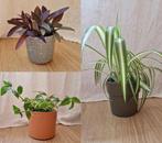 Drie planten met pot, Huis en Inrichting, Kamerplanten, Overige soorten, Minder dan 100 cm, Halfschaduw, Ophalen