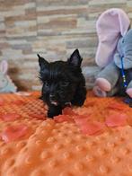 Yorkshire terrier mini xxs, Dieren en Toebehoren, CDV (hondenziekte), Particulier, Meerdere, 8 tot 15 weken