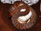 Red cb25 Anteresia Stimsoni Stimsoni, Dieren en Toebehoren, Reptielen en Amfibieën, 0 tot 2 jaar