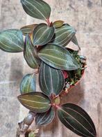 Jewel orchid Spiderman x Ludisia Discolor p6 (2), Huis en Inrichting, Ophalen of Verzenden, Overige soorten, Minder dan 100 cm