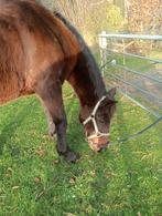 Verzorg pony gezocht . Gratis, Ophalen of Verzenden