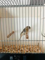 Zing kanarie, Dieren en Toebehoren, Vogels | Kanaries, Mannelijk