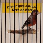 F1 kapoetsensijs x kanarie bastaard Goede zanger