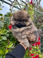 Pomeriaan/pomeranian reutje oranje sable, Dieren en Toebehoren, Keeshond, Reu, CDV (hondenziekte), 8 tot 15 weken