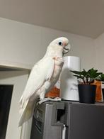Te koop prachtige kaketoe papegaai, Mannelijk, Papegaai