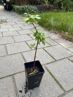 Gele Herfstframboos - Heerlijke oogst!, Ophalen, Vaste plant, Halfschaduw, Fruitplanten