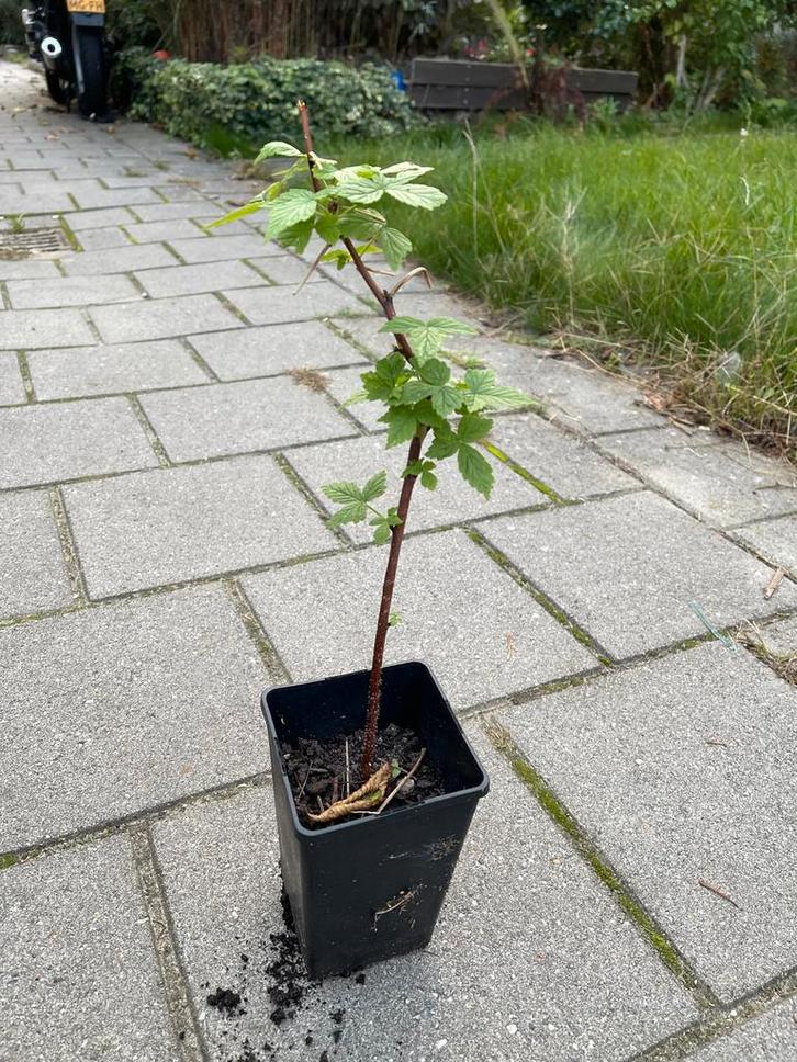 Gele Herfstframboos - Heerlijke oogst!, Tuin en Terras, Planten | Tuinplanten, Vaste plant, Fruitplanten, Halfschaduw, Herfst