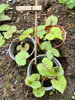 Biologische Boomspinazie Fluormelde uit eigen moestuin, Tuin en Terras, Planten | Tuinplanten, Ophalen, Volle zon, Zomer, Groenteplanten