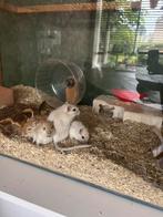 Jonge gerbils, Augustus, Mannelijk, Overige typen, Tam