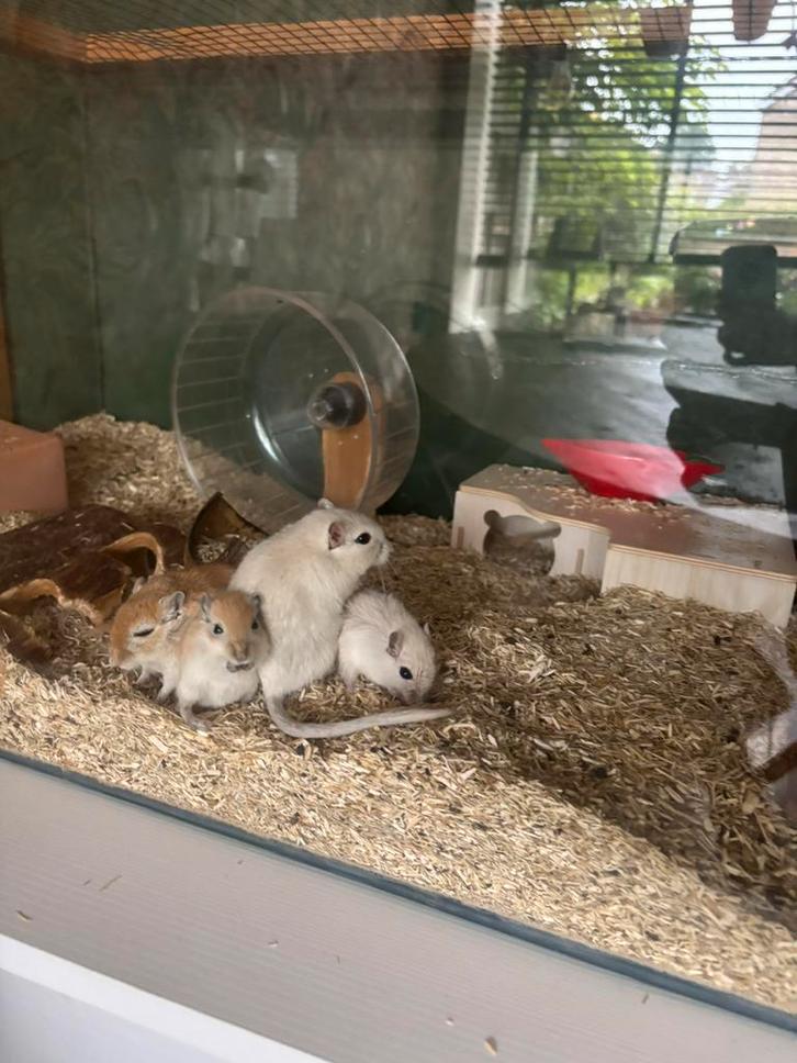 Jonge gerbils, Dieren en Toebehoren, Knaagdieren, Mannelijk, Overige typen, Augustus, Tam