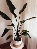 Strelitzia nicolai kamerplant, Huis en Inrichting, Ophalen