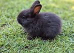 Lief zwart baby dwerg konijn ram, Dieren en Toebehoren, Konijnen, Mannelijk, Dwerg