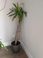 Plant, Huis en Inrichting, Ophalen, Overige soorten, Minder dan 100 cm