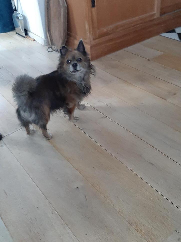 langharige chiuahua, Dieren en Toebehoren, Honden | Chihuahua's en Gezelschapshonden, Reu, Chihuahua, Particulier, Eén hond, Nederland