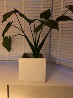 Witte fiberstone bloempot – vierkant – ca. 3030 cm, Ophalen, Halfschaduw, Minder dan 100 cm