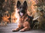 Dekbericht –Eye-Catcher lang Stokhaar Duitse Herder pups, Dieren en Toebehoren, Honden | Herdershonden en Veedrijvers, 8 tot 15 weken