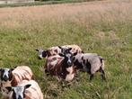 Bonte schapen, Dieren en Toebehoren, Schapen, Geiten en Varkens, Vrouwelijk, Schaap