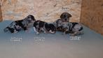 Zeldzame Bleu Merle Chihuahua Puppy’s, Dieren en Toebehoren, Honden | Chihuahua's en Gezelschapshonden, Rabiës (hondsdolheid)