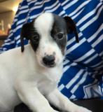 Puppy kruising, Dieren en Toebehoren, Honden | Niet-rashonden, Rabiës (hondsdolheid), 8 tot 15 weken, Teef, Meerdere
