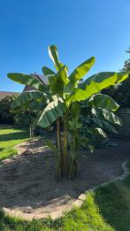 Bananenplant, Tuin en Terras, Planten | Tuinplanten, Ophalen, Volle zon, Vaste plant, Bloeit niet