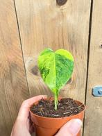 Monstera deliciosa variegata plant lemon lime aurea yellow, Huis en Inrichting, Kamerplanten, Ophalen of Verzenden, Halfschaduw