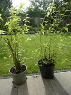 Ranonkel struik, prachtig in uw tuin, geel bloeiend, Ophalen, Overige soorten, Struik