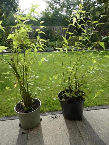 Ranonkel struik, prachtig in uw tuin, geel bloeiend beschikbaar voor biedingen