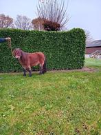 Shetlander merrie, Dieren en Toebehoren, Paarden en Pony's | Dekhengsten en Fokmerries, Merrie