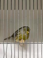 Gloster man, Mannelijk, Postuurkanarie