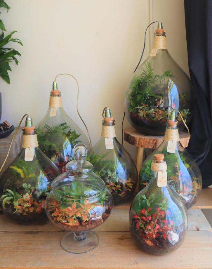Ecosysteem/flessentuin/planten terrarium., Huis en Inrichting, Kamerplanten, Overige soorten, Minder dan 100 cm, Groene kamerplant