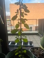 Grote Tulsi planten., Ophalen, Minder dan 100 cm, Zomer
