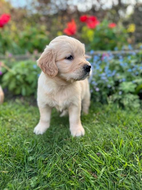 Golden retriever pups 1 reu wegens annulering, Dieren en Toebehoren, Honden | Retrievers, Spaniëls en Waterhonden, Meerdere dieren