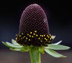 Zaden Rudbeckia Green wizard, Tuin en Terras, Bloembollen en Zaden, Ophalen of Verzenden, Gehele jaar, Volle zon, Zaad