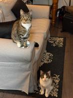 Liefdevol huisje gezocht, Dieren en Toebehoren, Katten en Kittens | Overige Katten, Kater