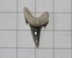 Haaientanden Boven-Krijt, Verzamelen, Mineralen en Fossielen, Ophalen of Verzenden, Fossiel