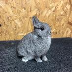 Kleurdwerg Chinchilla Vrouw Jong (dwergkonijn), Dieren en Toebehoren, Konijnen, Vrouwelijk, Dwerg, 0 tot 2 jaar