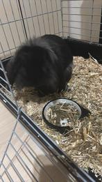 Leuk konijn, Dieren en Toebehoren, Konijnen, Mannelijk, Middelgroot, Hangoor, 0 tot 2 jaar