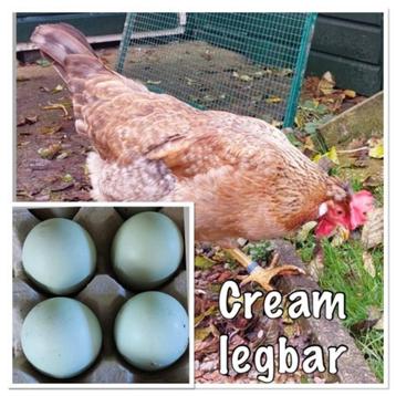 Broed eieren van de Cream Legbar- Broedeitjes kleurleggers beschikbaar voor biedingen