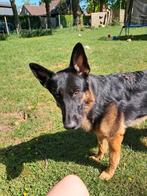Lieve mooie Luna moet helaas weg door relatiebreuk, Dieren en Toebehoren, Teef, Eén hond, 3 tot 5 jaar, Herder