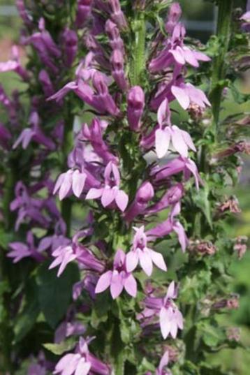 Zaden Lobelia siphilitica Sylvia beschikbaar voor biedingen