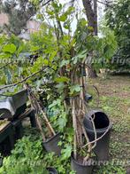 Vijgenboom groot 4/5 jaar oud Ghadanne zwarte vijg Marokko, Lente, Verzenden, Volle zon, In pot