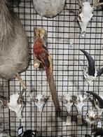 opgezette goudfazant taxidermy fazant, Verzamelen, Dierenverzamelingen, Ophalen, Zo goed als nieuw, Vogel, Opgezet dier