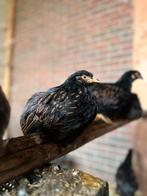 Barnevelder dubbelgezoomd goud, Dieren en Toebehoren, Pluimvee, Meerdere dieren, Kip