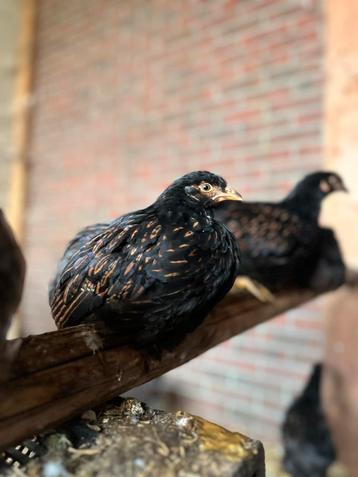 Barnevelder dubbelgezoomd goud beschikbaar voor biedingen