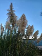 Mooie grote pampas pluimen, Huis en Inrichting, Ophalen