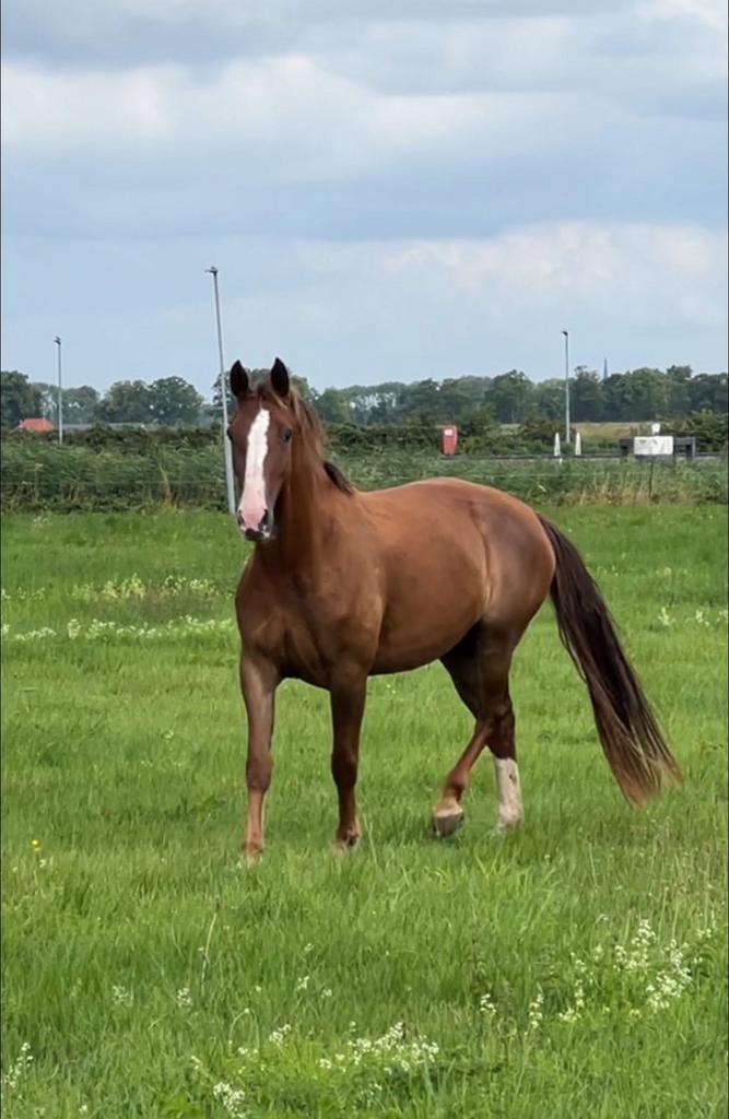 Fijne pensionstal aan het bos gezocht omgeving Den Bosch, Dieren en Toebehoren, Stalling en Weidegang, Stalling, Weidegang, 1 paard of pony